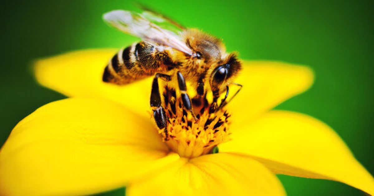 Сбор нектара. Пчела собирает нектар. Пчела с нектаром. Плела собирает нектар. Пчелка в пыльце.