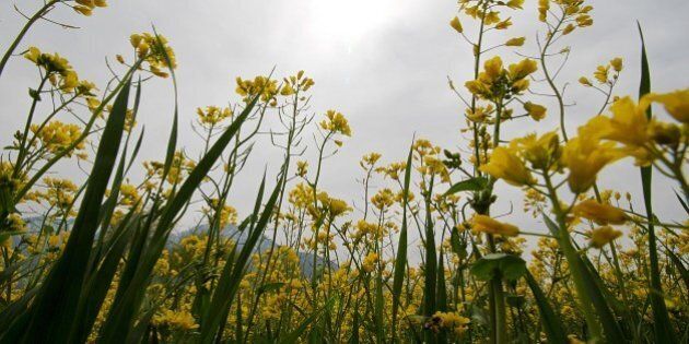 KASHMIR, INDIA - 2016/03/23: Mustard flowers are in full bloom on the outskirts of Srinagar the summer capital of Indian controlled Kashmir. (Photo by Faisal Khan/Pacific Press/LightRocket via Getty Images)