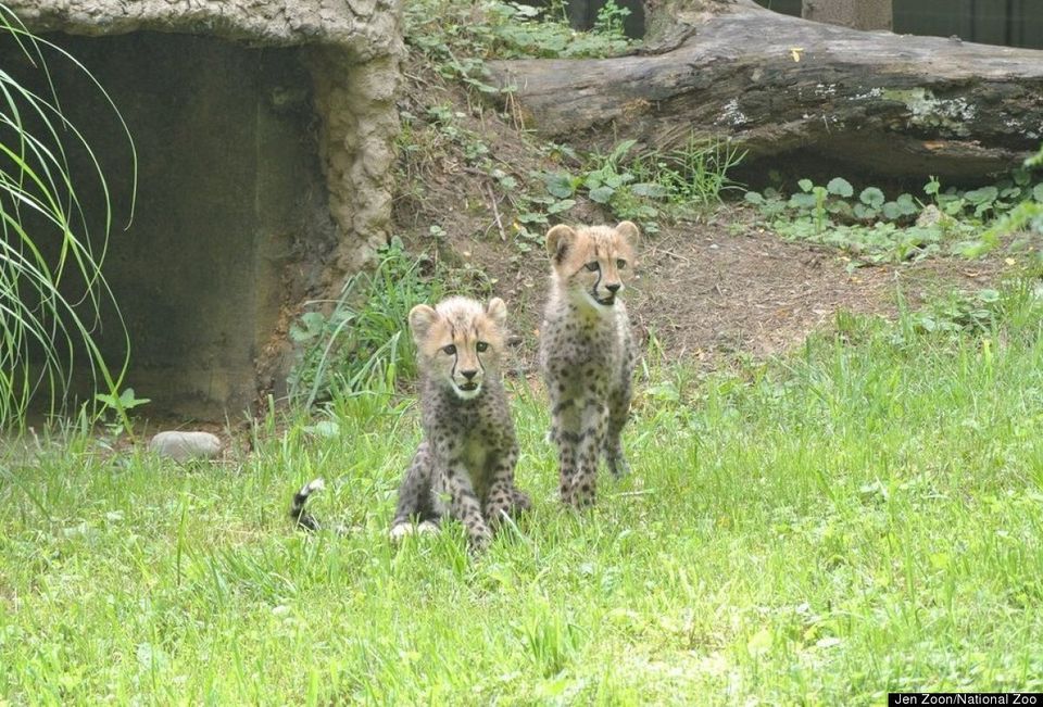 National Zoo's New Cheetah Cubs