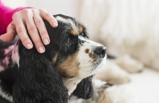 The deadly reason why you shouldn't let dogs lick your face