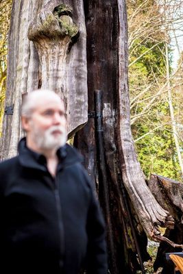 Douglas Coupland's Golden Tree unveiled in Vancouver