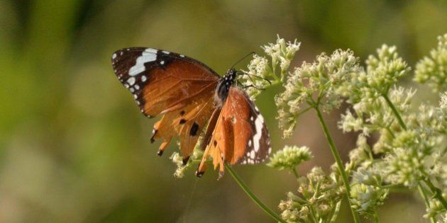 GUWAHATI, INDIA - NOVEMBER 30: A Plain Tiger butterfly seen collecting nectar from a flower at Burachapori wildlife sanctury on November 30, 2015 in Guwahati, India. Danaus chrysippus, known as the Plain Tiger or African Monarch, is a common butterfly which is widespread in Asia and Africa. It is a medium-sized butterfly which is mimicked by multiple species. The Plain Tiger is believed to be one of the first butterflies to be used in art.PHOTOGRAPH BY Anuwar Ali Hazarika / Barcroft IndiaUK Office, London.T +44 845 370 2233W www.barcroftmedia.comUSA Office, New York City.T +1 212 796 2458W www.barcroftusa.comIndian Office, Delhi.T +91 11 4053 2429W www.barcroftindia.com (Photo credit should read Anuwar Ali Hazarika / Barcroft I / Barcroft Media via Getty Images)