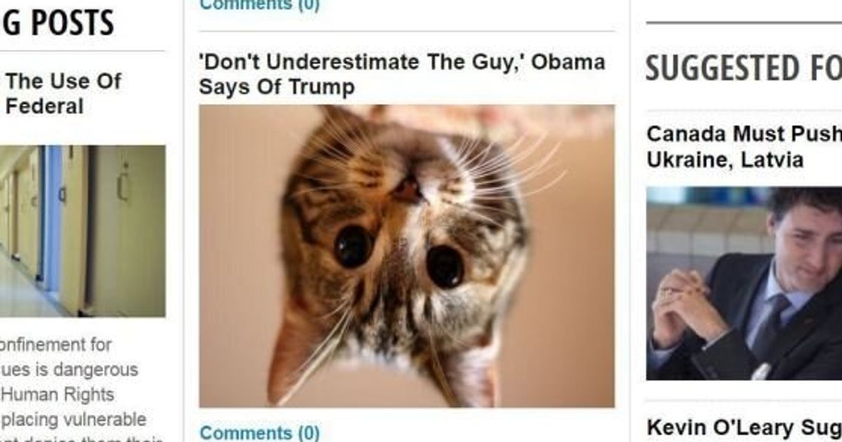 Turn Donald Trump Photos Into Cat Pics And Other Sanity Saving Internet