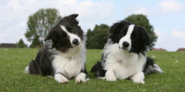 Border collie (Canis lupus familiaris) pair, UK