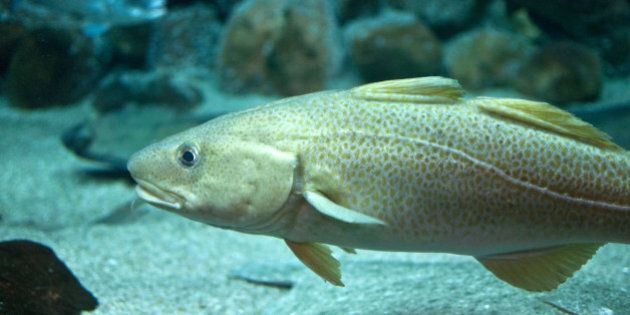 Cod fish floating in aquarium