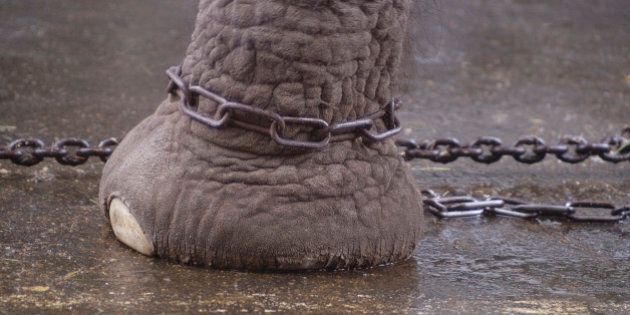 Closeup of a circus elephant's (elephantus) chained foot.