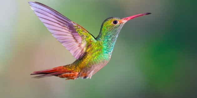 Rufous-tailed Hummingbird