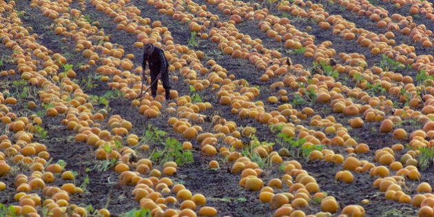 Canada, British Columbia, Victoria, Saanich Peninsula, Farmer working a field