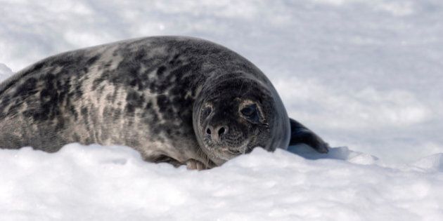 Grey Seal (Halichoerus grypus), is also known as Atlantic Grey Seal and Horsehead Seal, and is a member of the family Phocidae (Earless Seal, True Seal), Pinniped. off the coast of the Magdalen Islands, Gulf of Saint Lawrence, Quebec, Canada