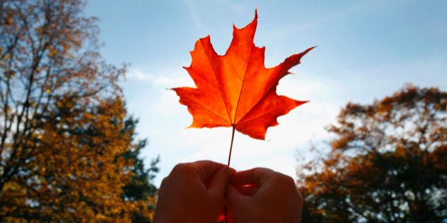Person holding a maple leaf