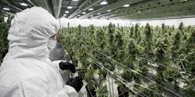 An employee inspect medicinal marijuana plants inside the flowering room at Tweed INC., in Smith Falls, Ontario, on Monday December 5, 2016. / AFP / Lars Hagberg (Photo credit should read LARS HAGBERG/AFP/Getty Images)