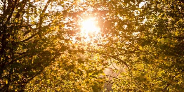 Sun shining behind tranquil trees