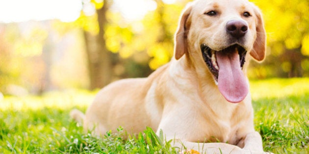 Beautiful labrador retriever dog in the park, sunny day