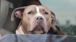 A Breed Ban May Bring On The Problem Montreal Wishes To