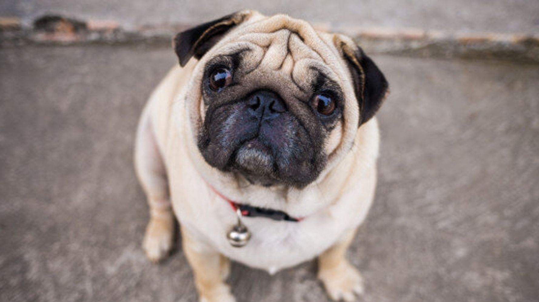 Charity says 'think twice' before choosing flat-faced dog breeds