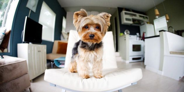 A yorkshire terrier stands on a modern white chair in a studio apartment.