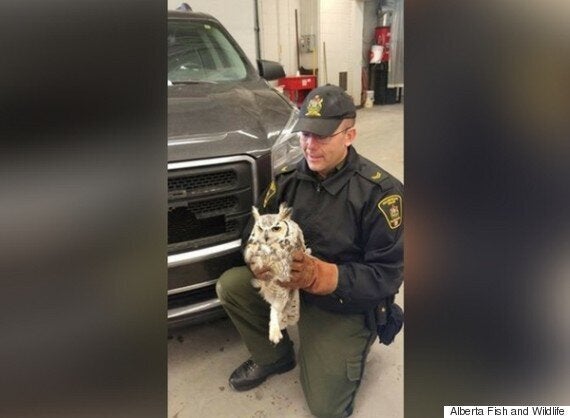 Owl Rescued From Front Grill Of Camrose Teacher's SUV | HuffPost Alberta