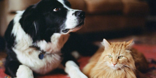 Sheepdog and long haired tabby on rug