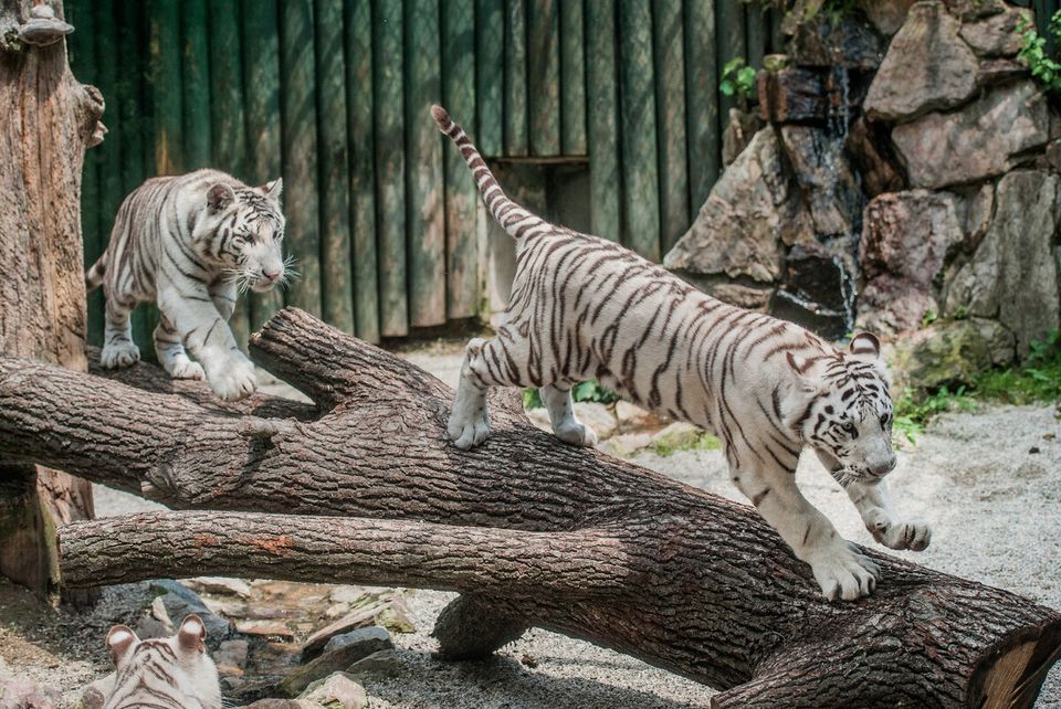White Indian Tigers