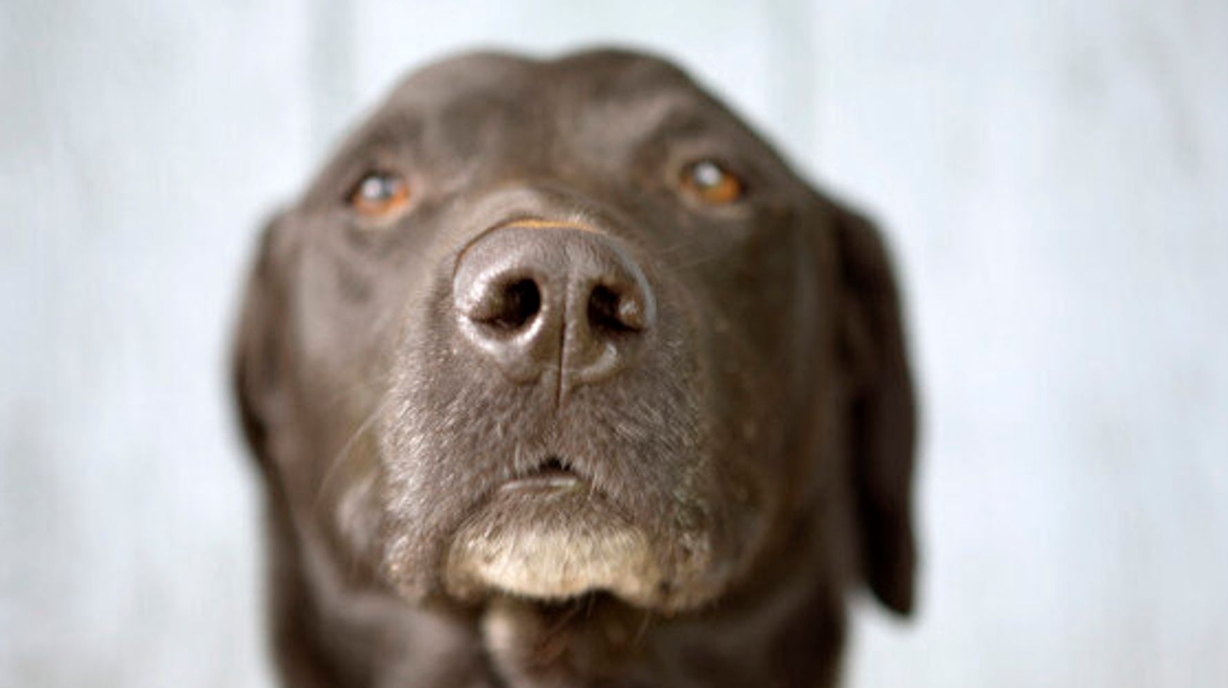 Стрижка старой собаки. Старая собака. Тихо собака. 0.5 Собаки. Dog mugshot.