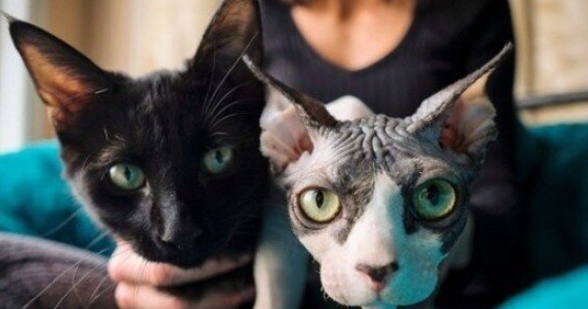 Hairless Cats And The Ugly Truth About Breeder Scams HuffPost Life