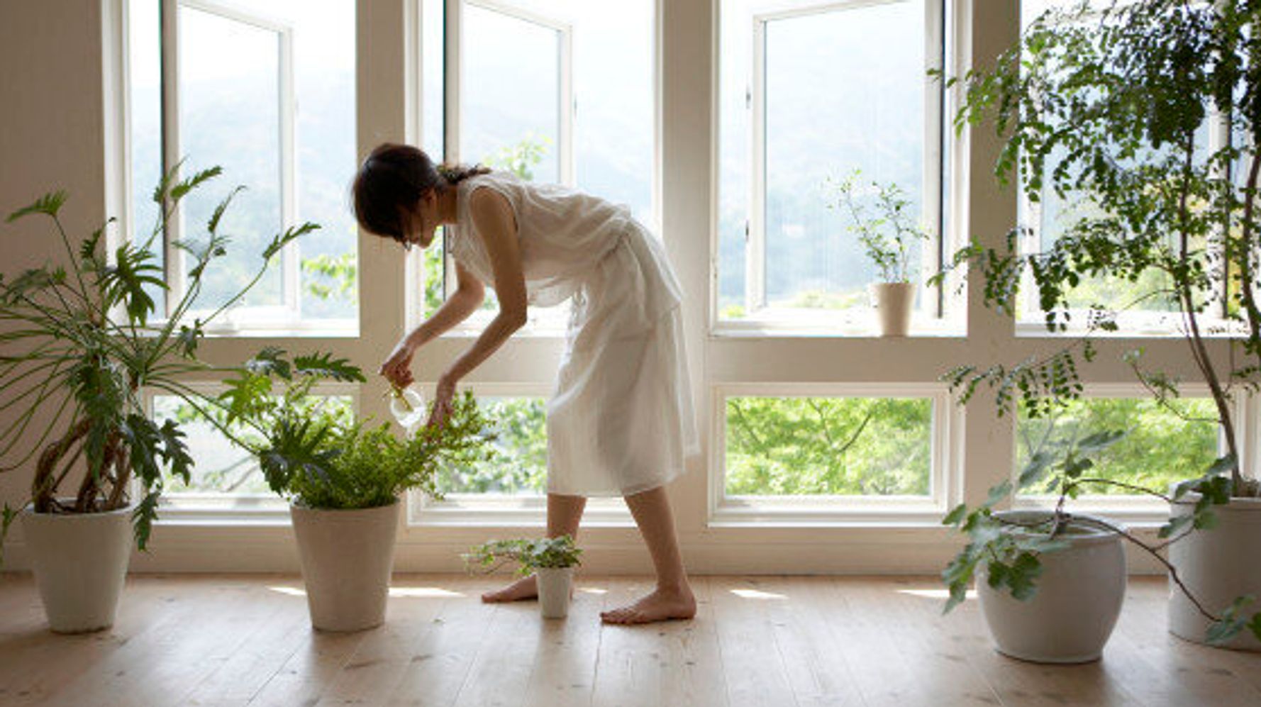 Planting A Natural Way To Clean Indoor Air | HuffPost null