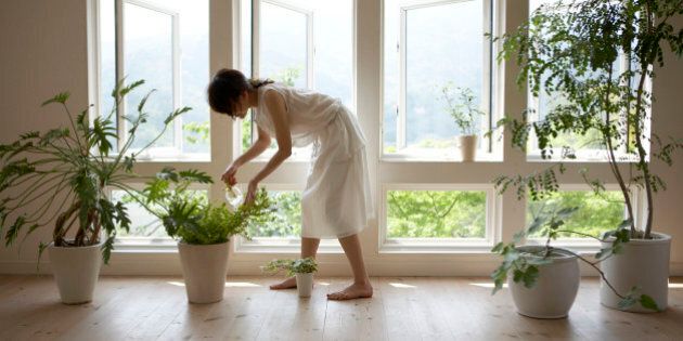 Woman watering plant by window in home