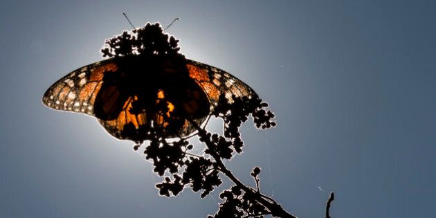 ANGANGUEO, MEXICO - DECEMBER 18: A monarch butterfly rests on a plant at the Sierra Chincua sanctuary on December 18, 2015 in Angangueo , Mexico. The number of monarch butterflies reaching their wintering grounds in central Mexico this year may be three or four times higher than the previous year, according to environmental authorities. (Photo by Miguel Tovar/LatinContent/Getty Images)