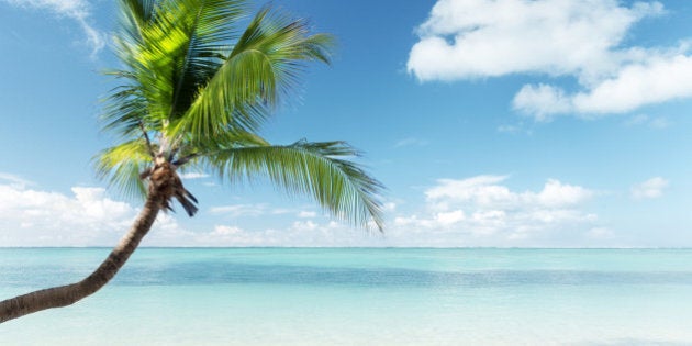 Caribbean sea and coconut palm