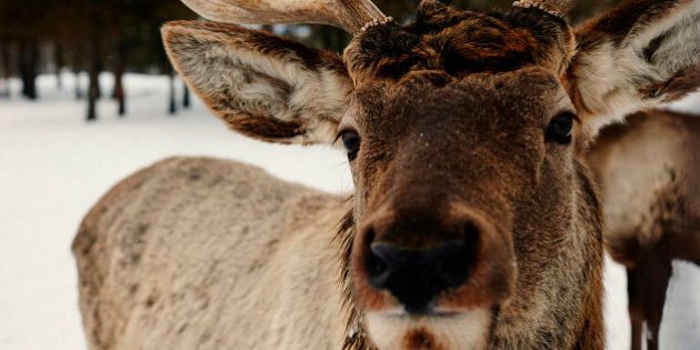 Close up of reindeer in snow