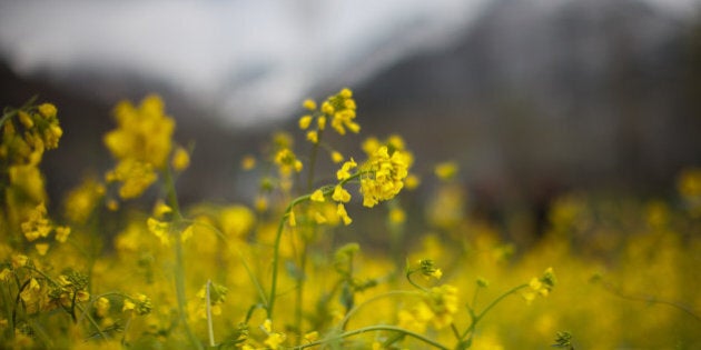 SRINAGAR, KASHMIR, INDIA - MARCH 19: General view of mustard field on March 19, 2016 in Srinagar, the summer capital of Indian administered Kashmir, India. With unprecedented rains in Kashmir extending beyond the usual winter months that end in February, horticulturists are a worried lot as experts predict the unusual weather will impact the crop this year. The worst hit so far, according to farmers and experts, is the almond crop. In Kashmir six hundred thousand households with three million people are involved in horticulture and allied trades, has seen continuous, heavy precipitation this year that has continued even with the onset of spring. (Photo by Yawar Nazir/Getty Images)