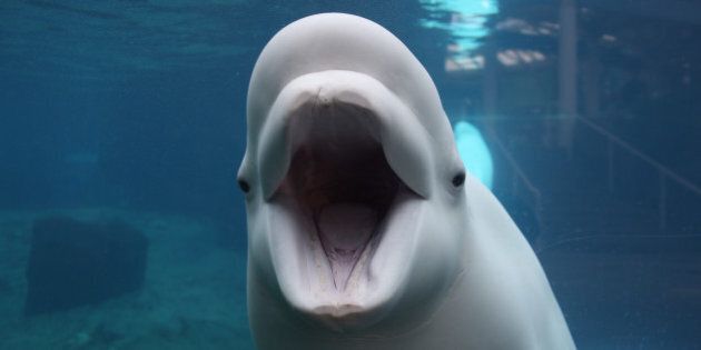 Juno, a Beluga Whale, greets young viewers at the viewing window at Mystic Aquarium. Juno is one of three Beluga Whales at Mystic Aquarium, Mystic, Connecticut. USA. 3rd December 2015. Photo Tim Clayton (Photo by Tim Clayton/Corbis via Getty Images)