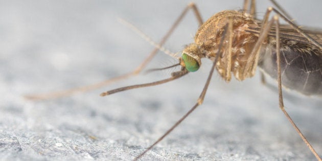 A Macro photo of a MosquitoA Macro photo of a Mosquito