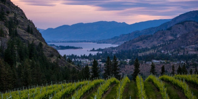 OKANAGAN FALLS, CANADA - JUNE 9: Hillside vineyards at the See Ya Later Ranch are viewed after sunset on June 9, 2013 near Okanagan Falls, British Columbia, Canada. Located across the U.S. Border in the northeast corner of Washington State, the Okanagan Valley is marked by an 83 mile long Okanagan Lake and has become a major Canadian retirement center and vacation destination. (Photo by George Rose/Getty Images)