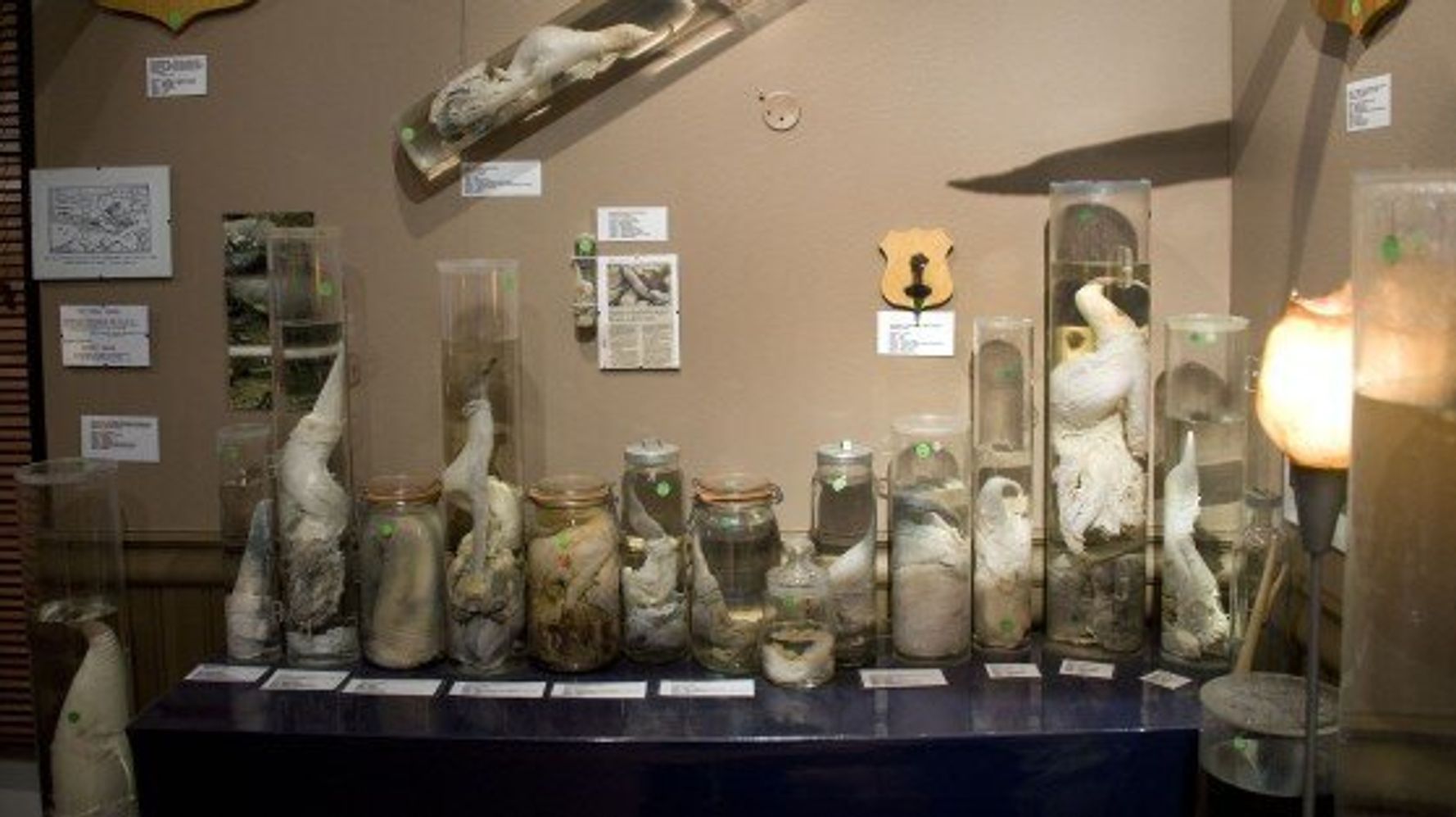 Icelands Phallological Museum Has A Huge Collection Of Penises Huffpost Null