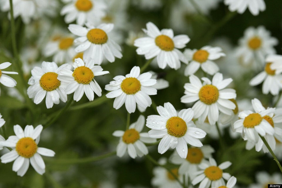 Feverfew