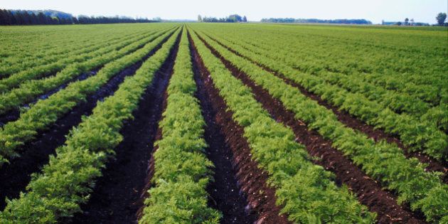 Rows of lettuce growing in field