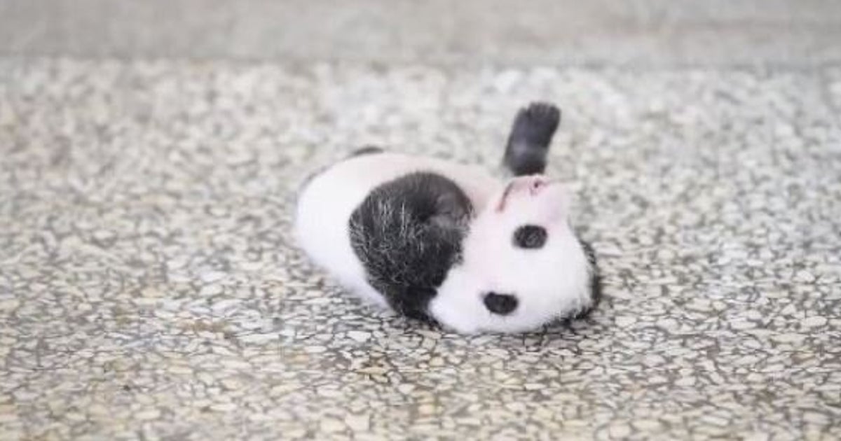 This Adorable Baby Panda Can T Seem To Roll Over Huffpost Canada