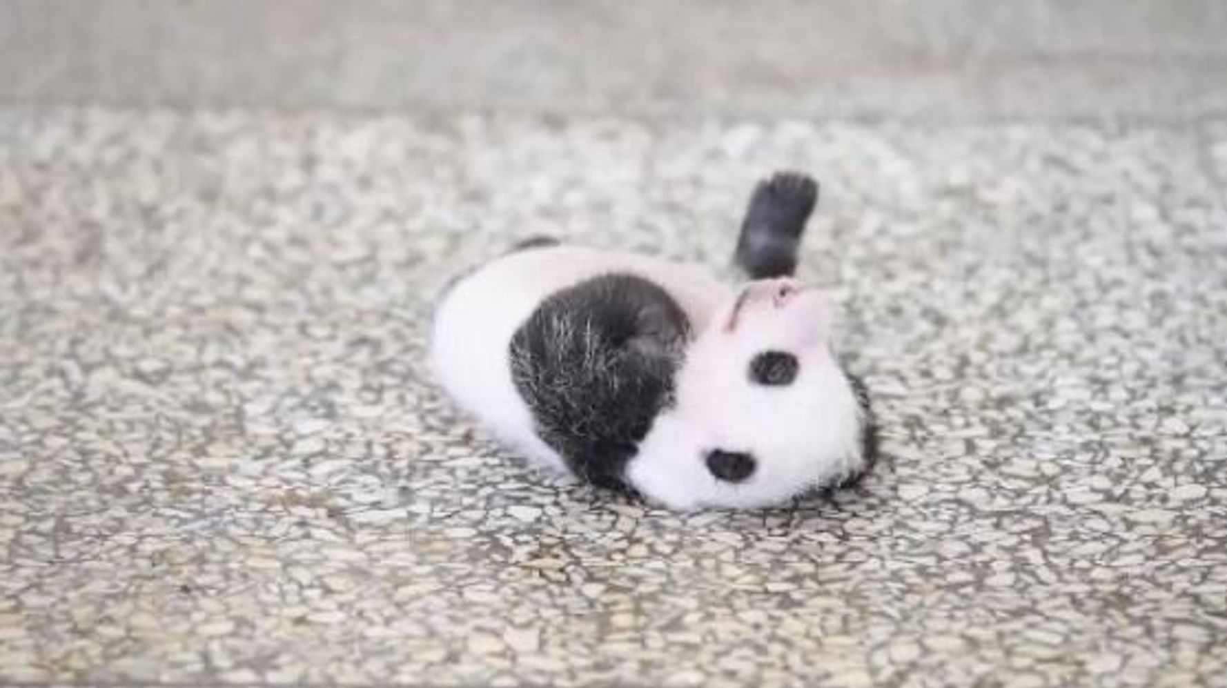 This Adorable Baby Panda Can T Seem To Roll Over Huffpost Null