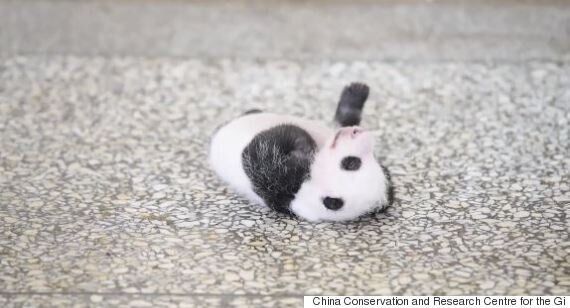 This Adorable Baby Panda Can T Seem To Roll Over Huffpost Canada Life