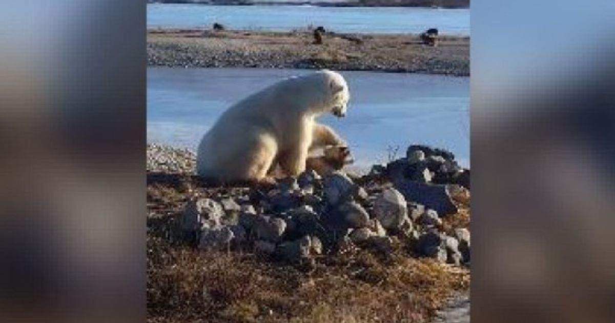 Video Of Polar Bear Petting Dog Will Inject Your Soul With Sunshine ...