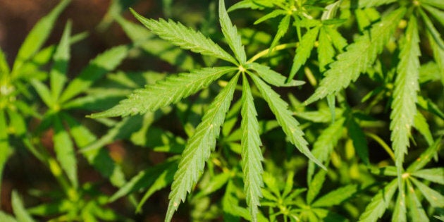 Detail of a marijuana plant growing wild in Chitwan district, Nepal. This is a common wild species in many parts of Nepal. On the night of the Hindu Festival Mahashivaratri (the great night of Shiva; held in about mid-late February) many partake of the plant as part of festival rituals.