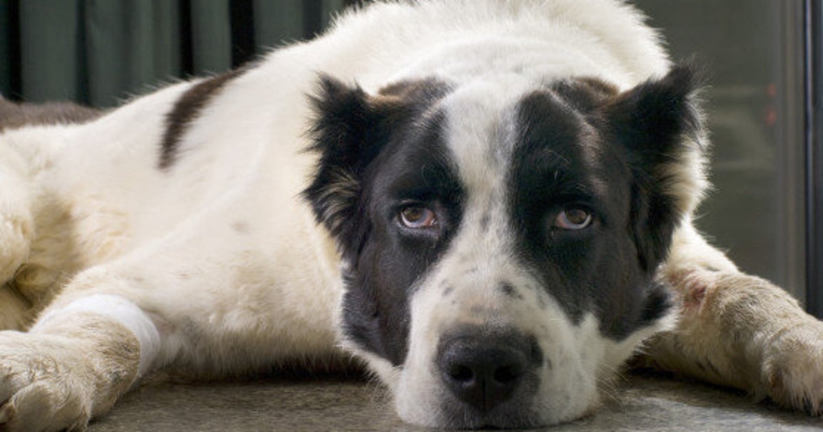 Animal Sexual Abuse Won't Stop Until We Start The Conversation