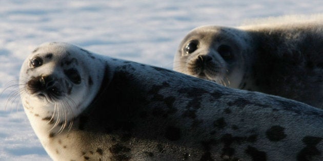 CHARLOTTETOWN, CANADA - MARCH 24: Harp seal pups lie on an ice floe in the Gulf of Saint Lawrence March 24, 2008 in Charlottetown, Canada. Canada's seal hunt is expected to start later this week while the government has said this year 275,000 harp seals can be harvested. The Humane Society International/Canada and The Humane Society of the United States have condemned the Canadian Department of Fisheries and Oceans following its announcement of the 2008 commercial seal hunt quota. (Photo by Joe Raedle/Getty Images)