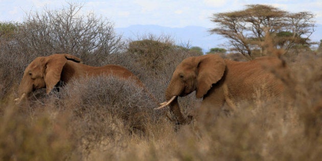 Elephants graze during an exercise to fit them with advanced satellite radio tracking collar to monitor their movement and control human-wildlife conflict near Mt. Kilimanjaro at the Amboseli National Park, in Kenya November 2, 2016. REUTERS/Thomas Mukoya