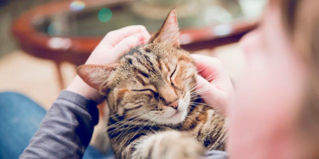 Close up of woman petting contented cat