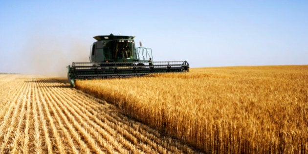 combine harvesting