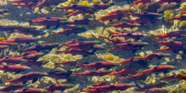 Sockeye salmon (Oncorhynchusnerka) also called red salmon or blueback salmon in the United States is an anadromousspecies of salmon found in the Northern Pacific Ocean and rivers discharging into it. This species is a Pacific salmon that is primarily red in hue during spawning. They can be up to 84 cm in length and weigh anywhere from 2.3 to 7 kg.