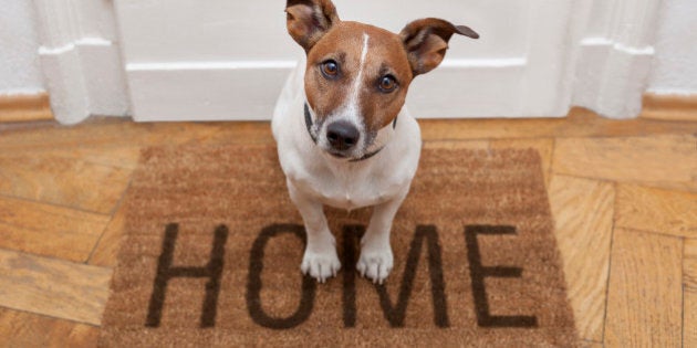 dog welcome home on brown mat