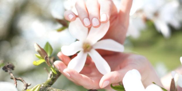 Woman's hands touching magnolia flowers.